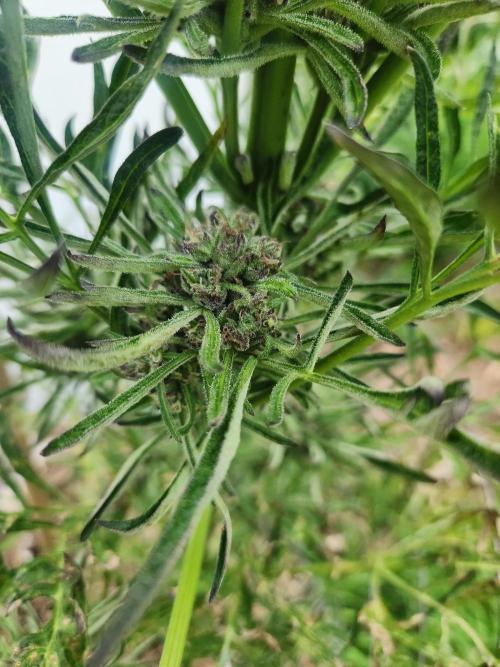 Frosty's Auto Freak. Week 10