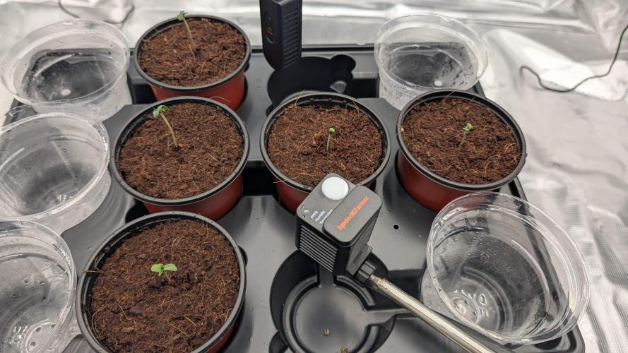 NO Strawberry Safari V2. Week 0