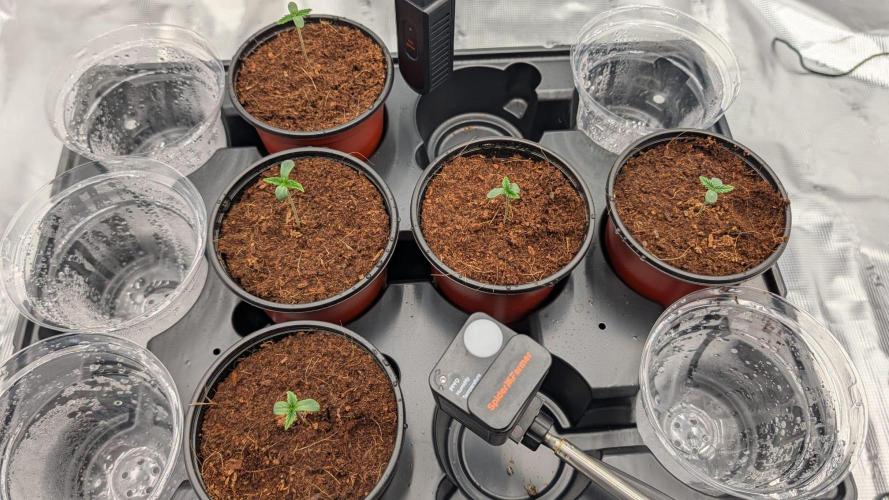 NO Strawberry Safari V2. Week 0 - Day 3. Starting to dry on top.