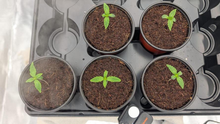 NO Strawberry Safari V2. Week 0 - Day 7. Finally starting to grow. I hadn't given them any nutes until day 5. :/