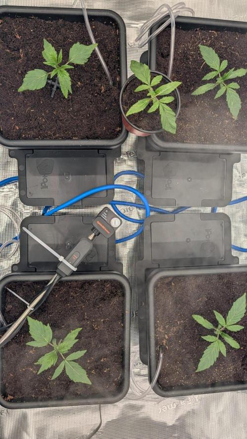 NO Strawberry Safari V2. Week 1 - They're ALIVE!
No T-Shock