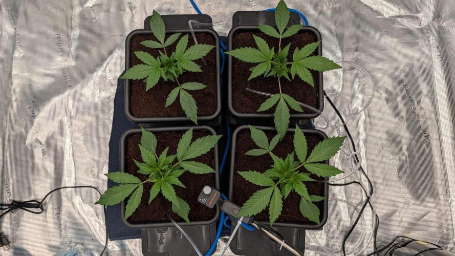 NO Strawberry Safari V2. Week 2 - Day 17