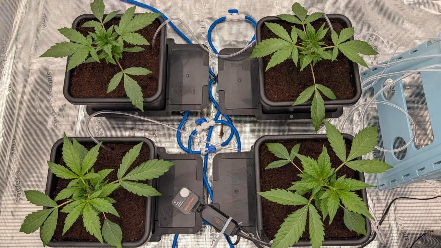 NO Strawberry Safari V2. Week 2 - Autopots ENGAGE!