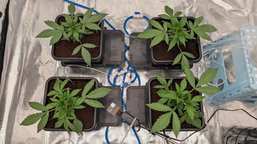 NO Strawberry Safari V2. Week 2 - They liked the switch so much I had to leaf tuck Day 19.
