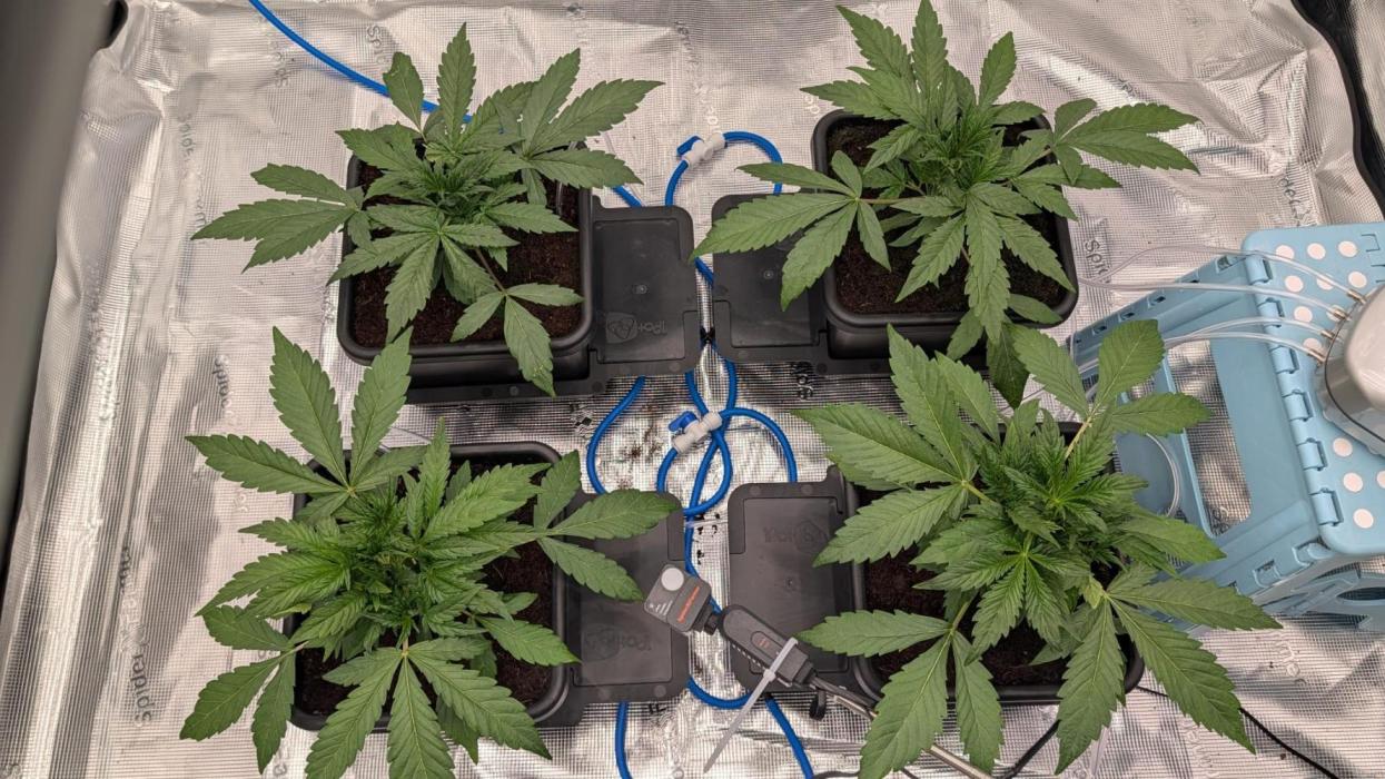 NO Strawberry Safari V2. Week 3 - Day 21