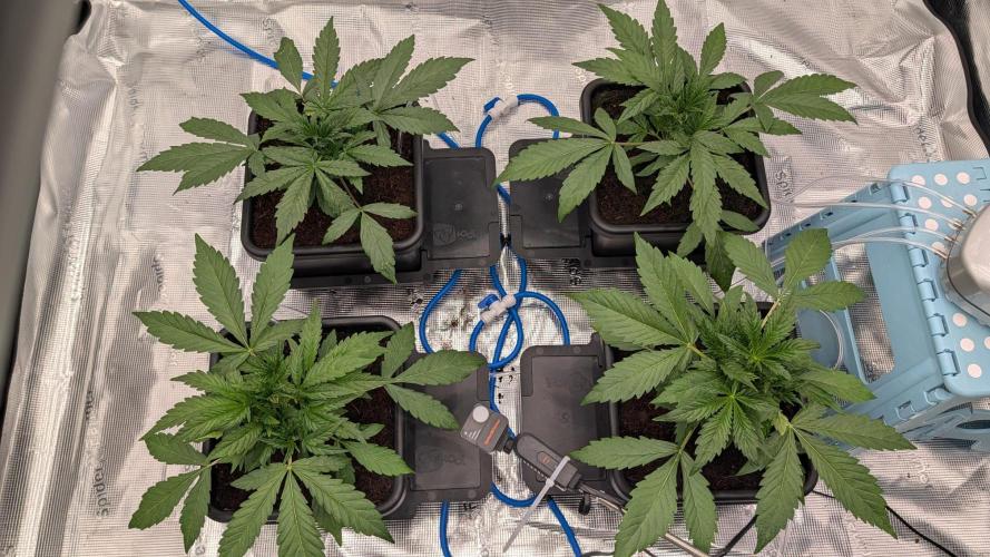 Strawberry Safari V2. Week 3