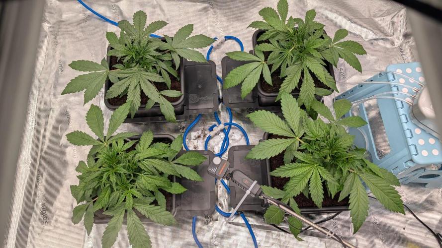 NO Strawberry Safari V2. Week 4
