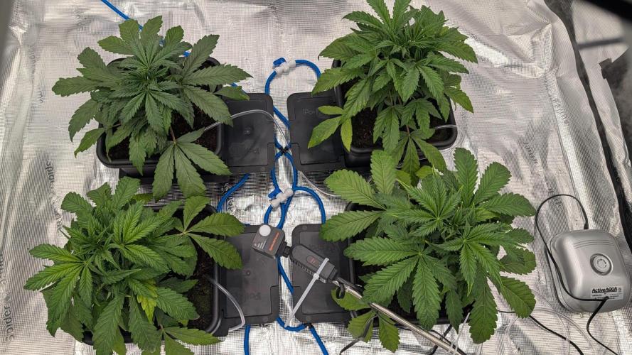 NO Strawberry Safari V2. Week 4 - Day 26 after realizing my trays were staying flooded.