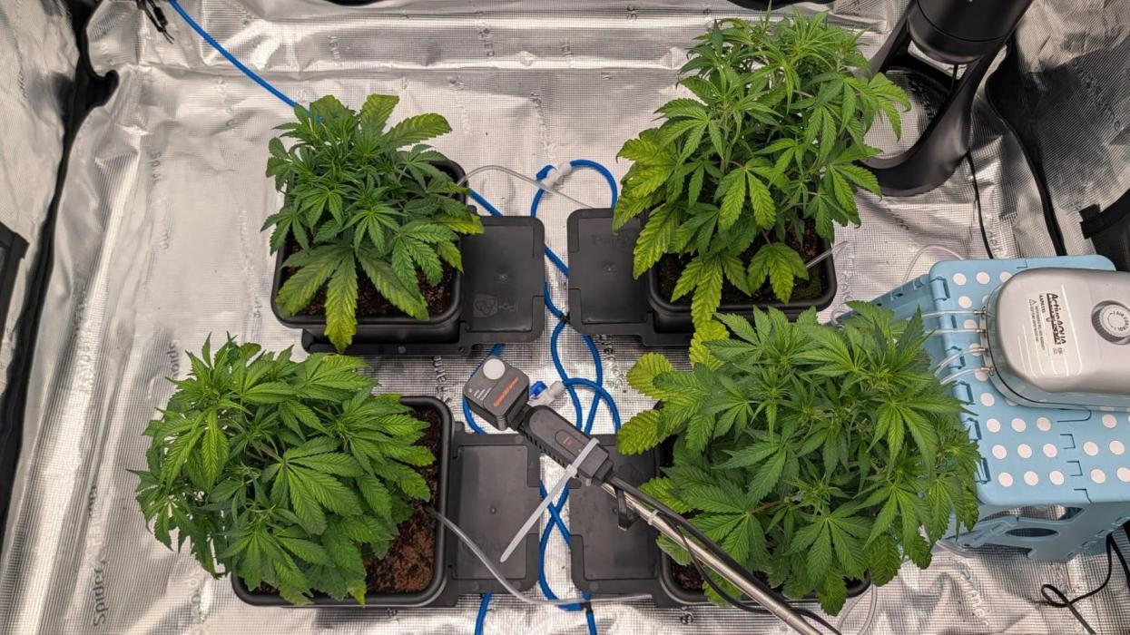 NO Strawberry Safari V2. Week 5 - Day 32. start of flower/stretch