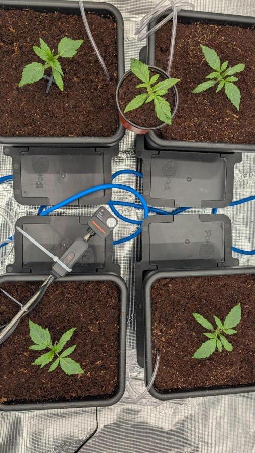 NO Strawberry Safari V2. Week 1 - Ready to rock!