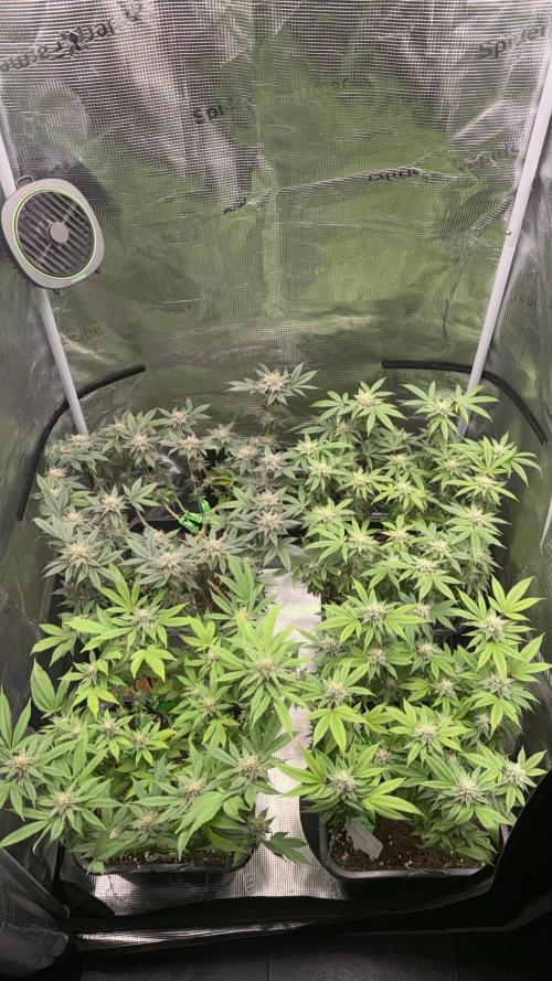 01.01.26. Week 15