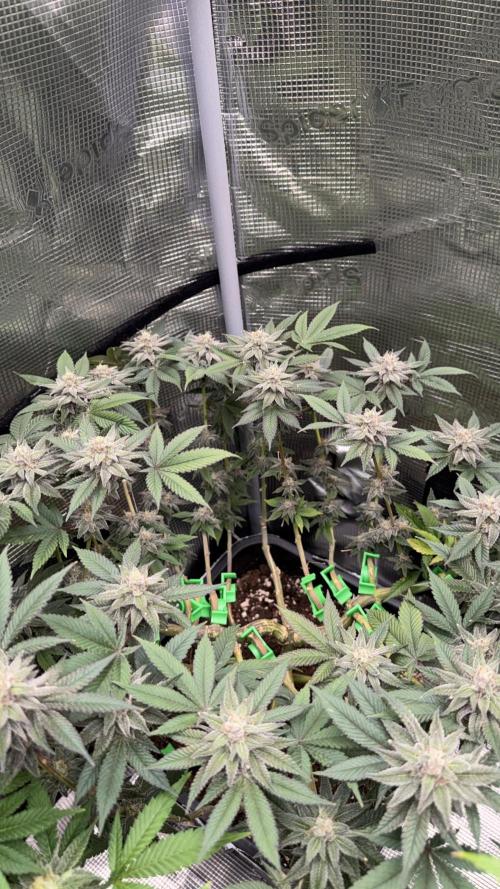 01.01.26. Week 16