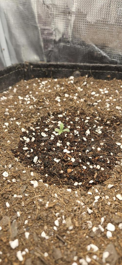 Guava RF3 First indoor grow. Week 1 - Feb. 18