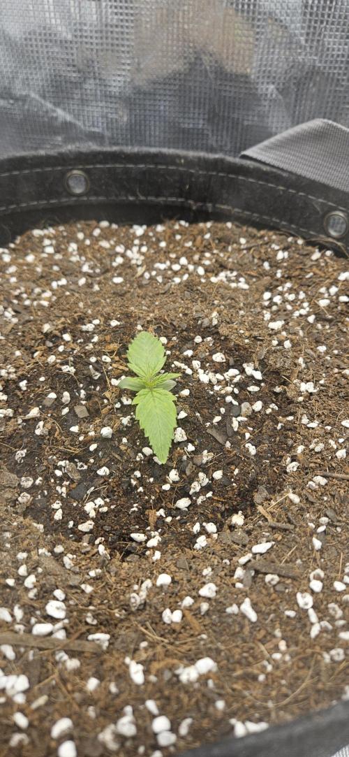 Guava RF3 First indoor grow. Week 2 - Feb. 23