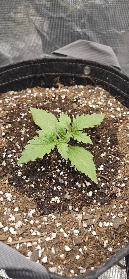 Guava RF3 First indoor grow. Week 3 - Feb 28
