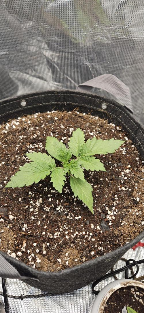 Guava RF3 First indoor grow. Week 3 - Mar. 2
