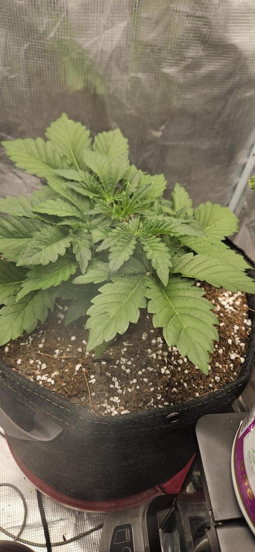Guava RF3 First indoor grow. Week 4 - Mar 11