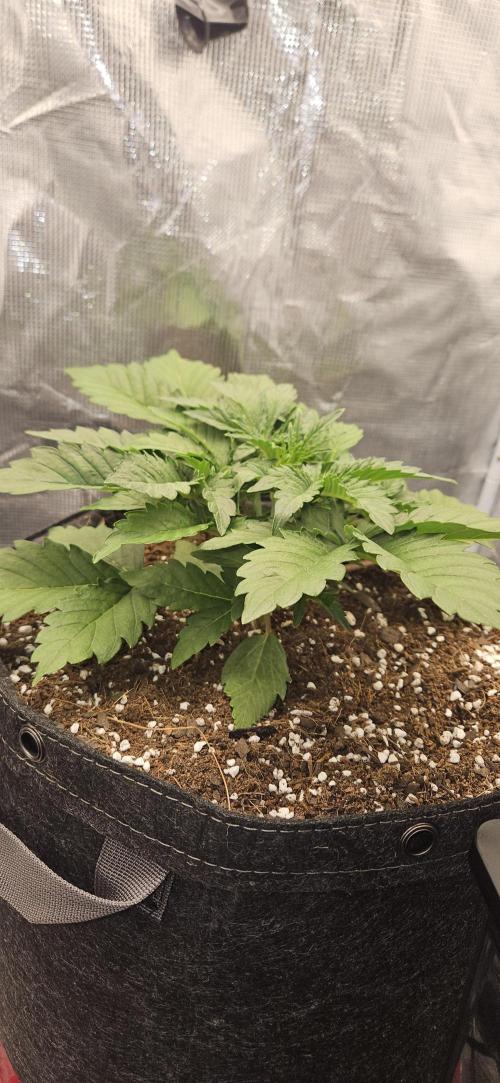 Guava RF3 First indoor grow. Week 4 - Mar. 11
