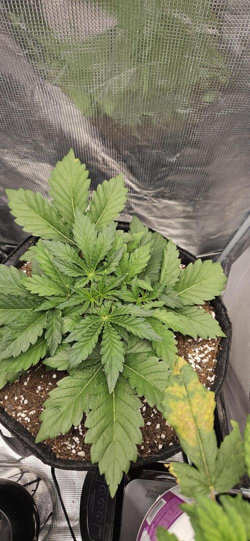 Guava RF3 First indoor grow. Week 4 - Mar. 11