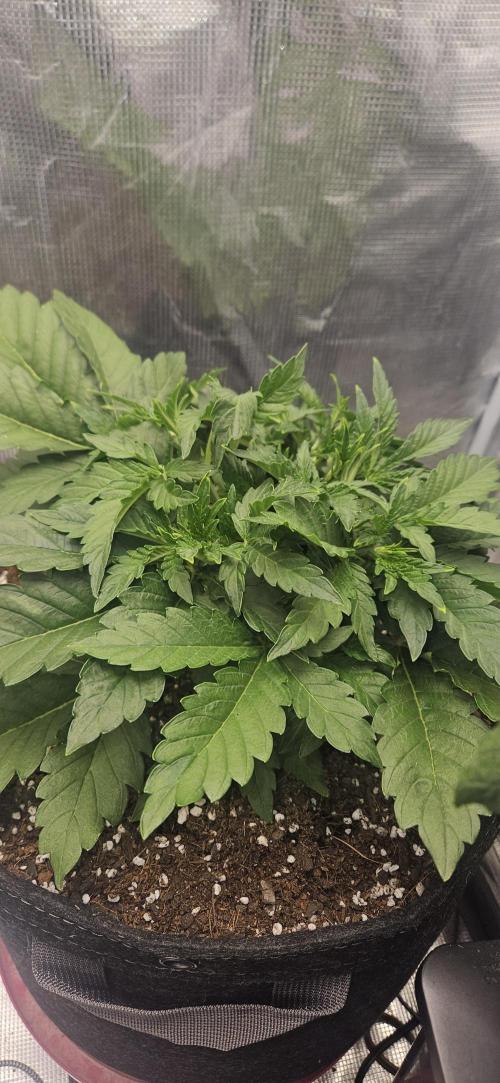 Guava RF3 First indoor grow. Week 4 - Mar. 14