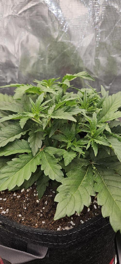 Guava RF3 First indoor grow. Week 4 - Mar. 14