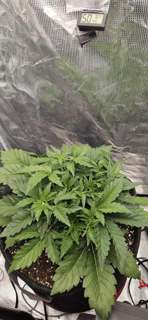 Guava RF3 First indoor grow. Week 4 - Mar.14