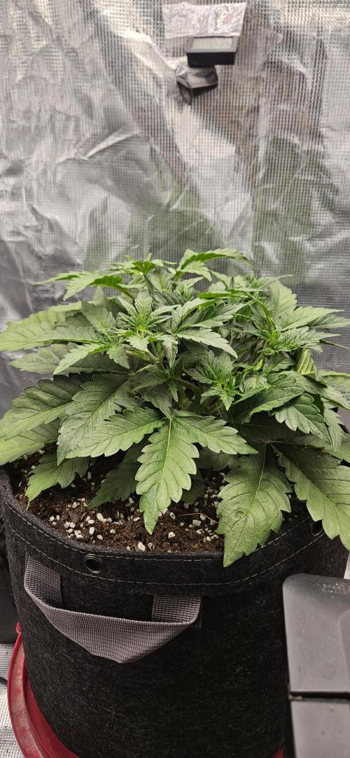 Guava RF3 First indoor grow. Week 4 - Mar. 15