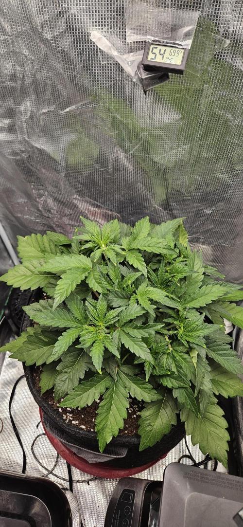 Guava RF3 First indoor grow. Week 4 - Mar. 15
