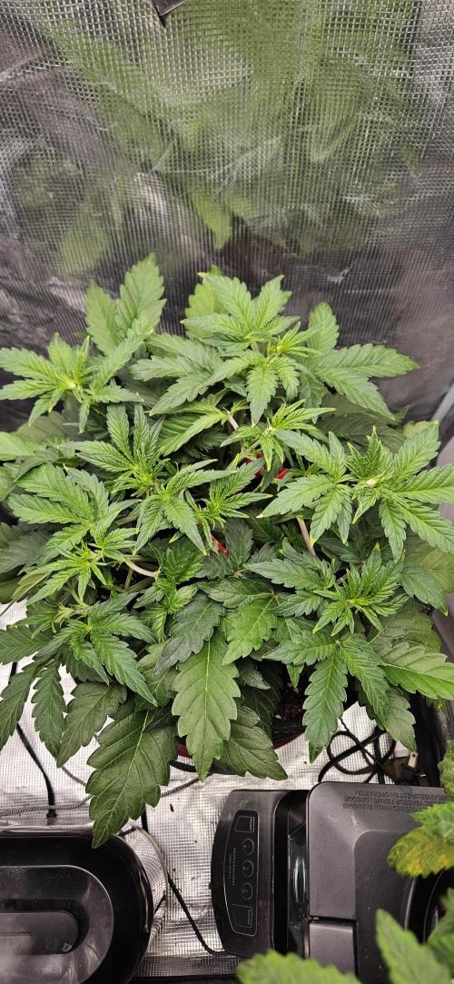 Guava RF3 First indoor grow. Week 5 - Mar. 17