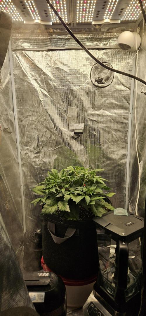 Guava RF3 First indoor grow. Week 5 - Mar. 17