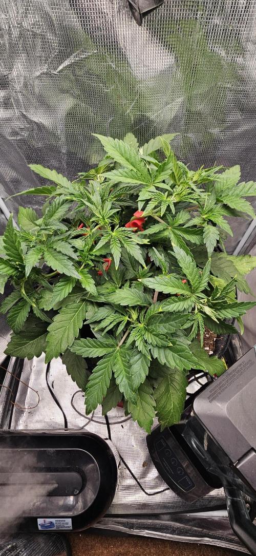 Guava RF3 First indoor grow. Week 5 - Mar. 18
