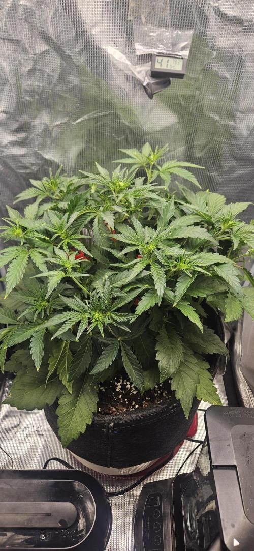 Guava RF3 First indoor grow. Week 5 - Mar. 18