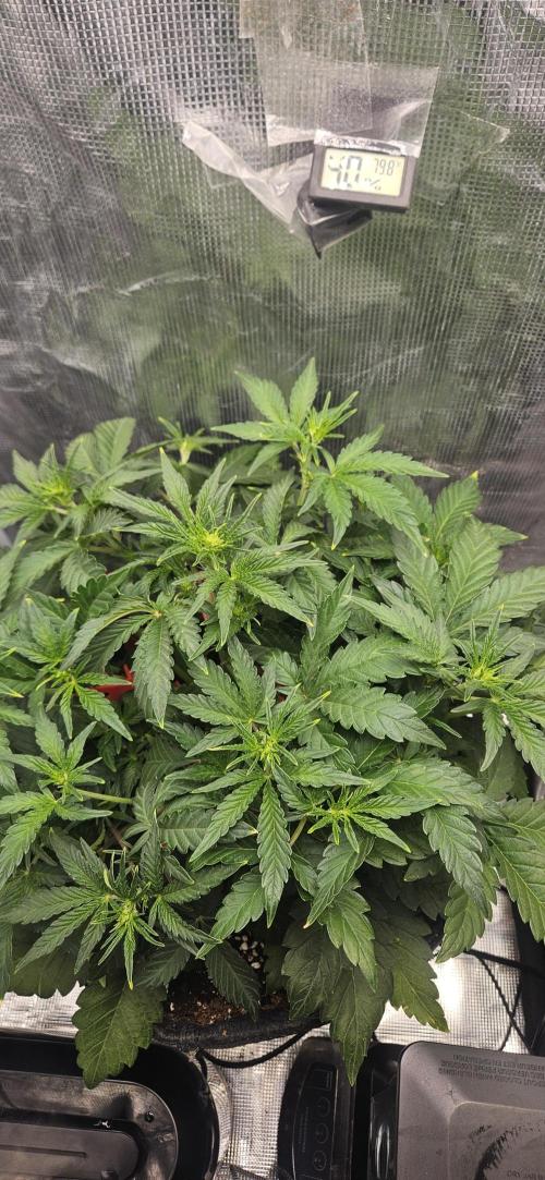 Guava RF3 First indoor grow. Week 5 - Mar. 21