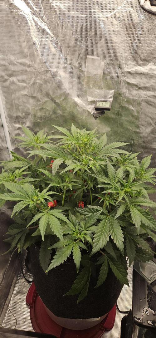 Guava RF3 First indoor grow. Week 6 - Mar.  23