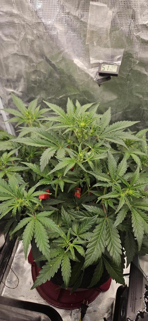 Guava RF3 First indoor grow. Week 6 - Mar. 23