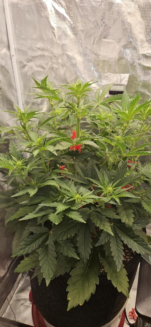 Guava RF3 First indoor grow. Week 6 - Mar. 25