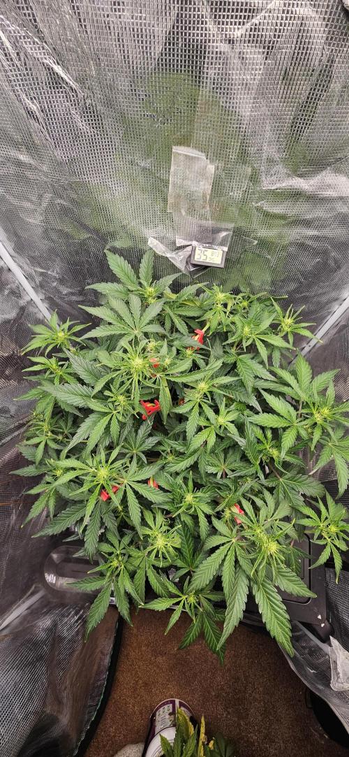 Guava RF3 First indoor grow. Week 6 - Mar. 26