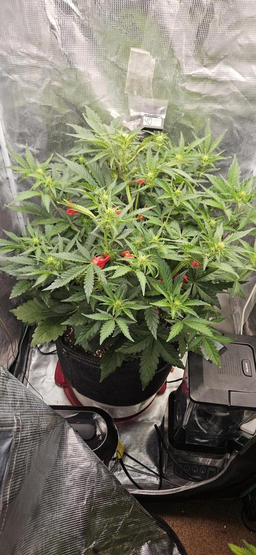 Guava RF3 First indoor grow. Week 6 - Mar. 26