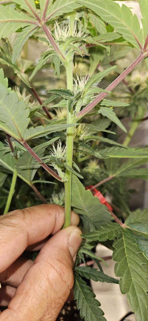 Guava RF3 First indoor grow. Week 7