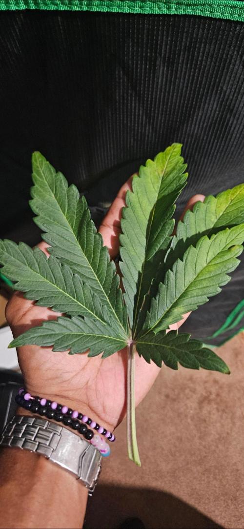 Guava RF3 First indoor grow. Week 7