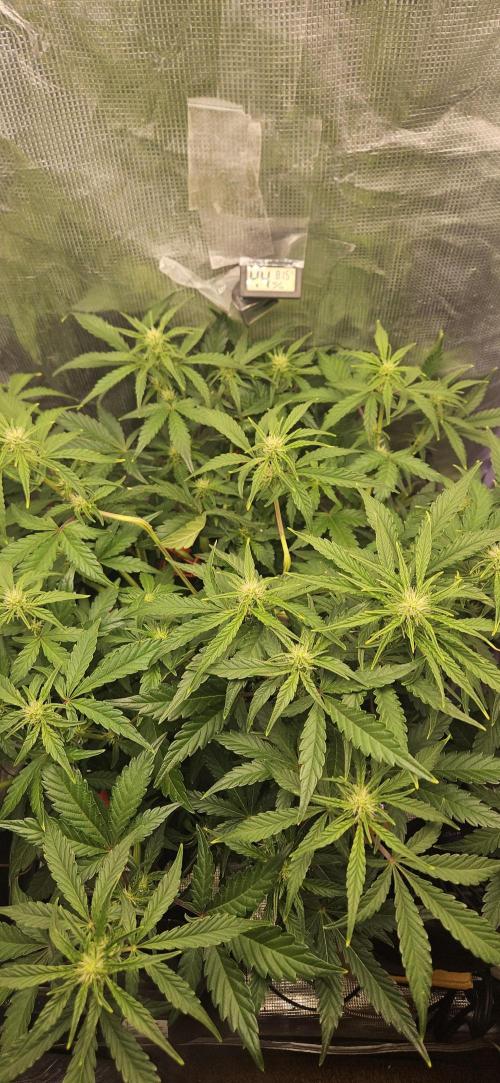 Guava RF3 First indoor grow. Week 7