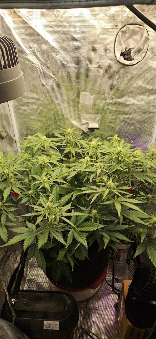Guava RF3 First indoor grow. Week 7