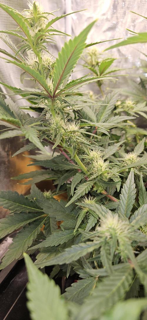 Guava RF3 First indoor grow. Week 7