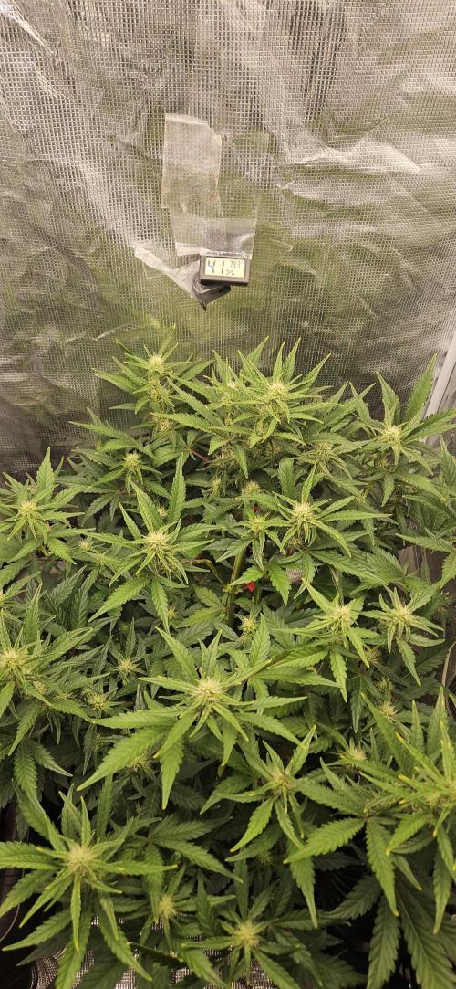 Guava RF3 First indoor grow. Week 7