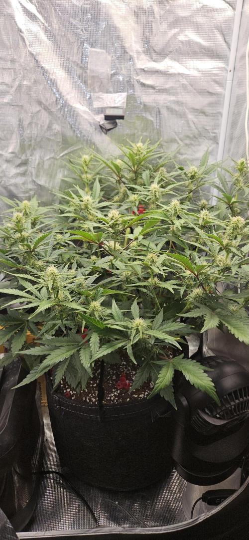 Guava RF3 First indoor grow. Week 7