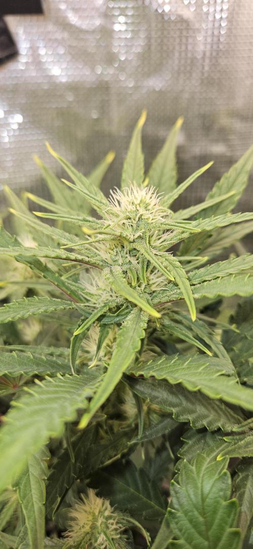Guava RF3 First indoor grow. Week 7