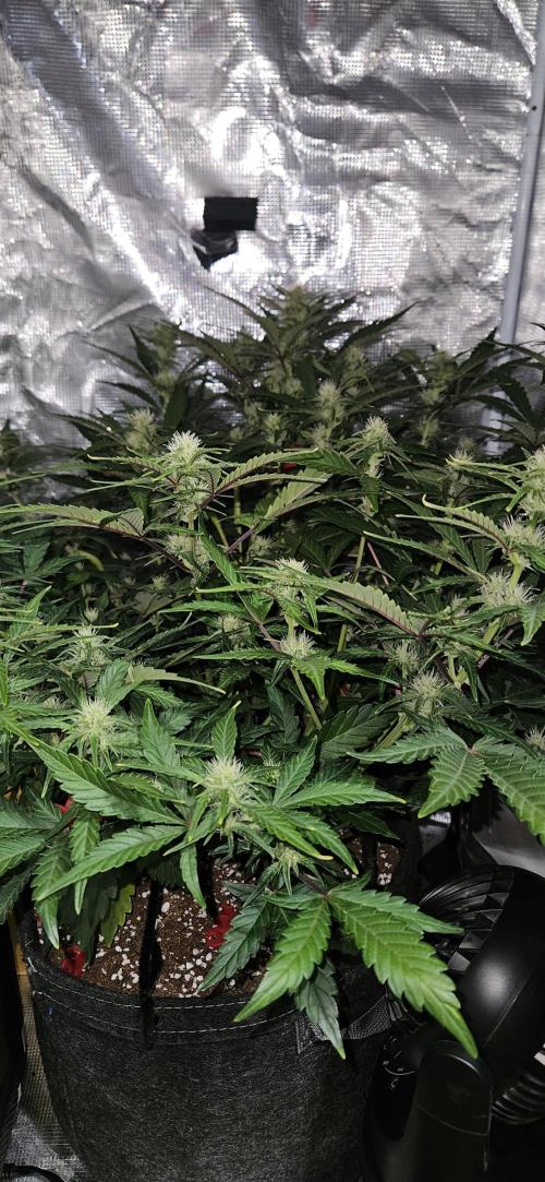 Guava RF3 First indoor grow. Week 7
