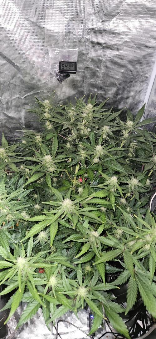 Guava RF3 First indoor grow. Week 7