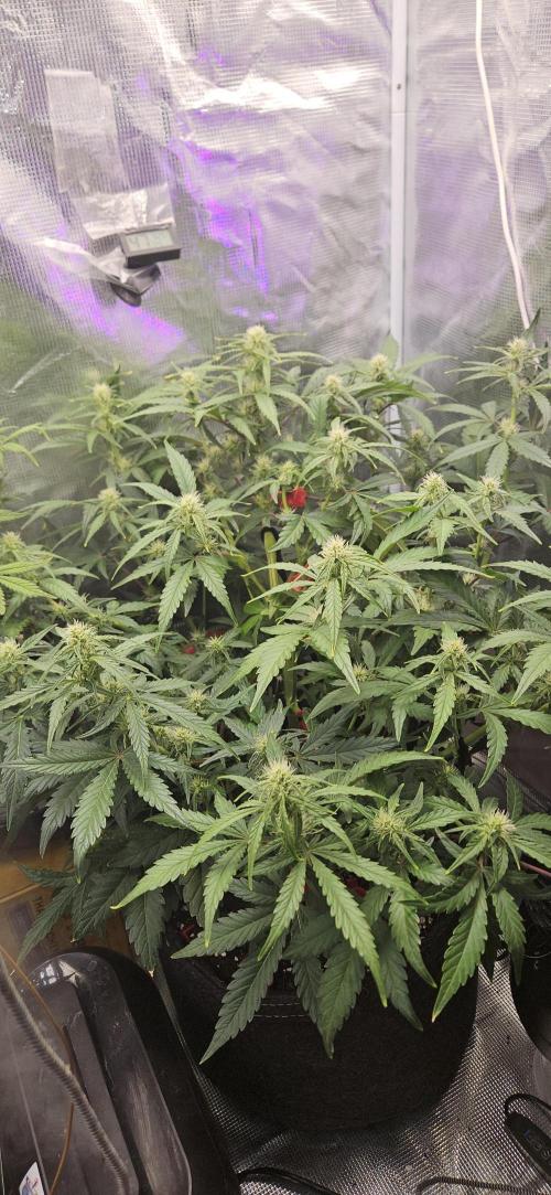Guava RF3 First indoor grow. Week 7