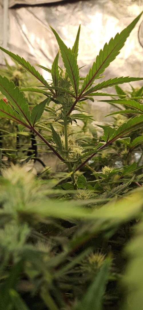 Guava RF3 First indoor grow. Week 8 - Apr. 4